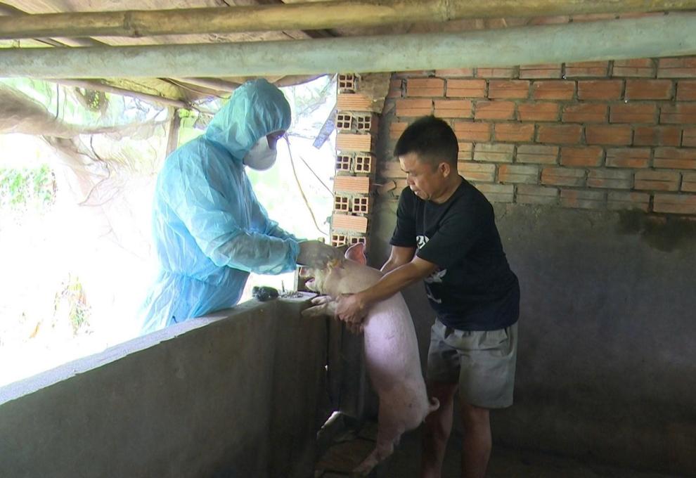 Nhơn Mỹ ra quân tiêm phòng vaccine heo tai xanh đợt I năm 2026