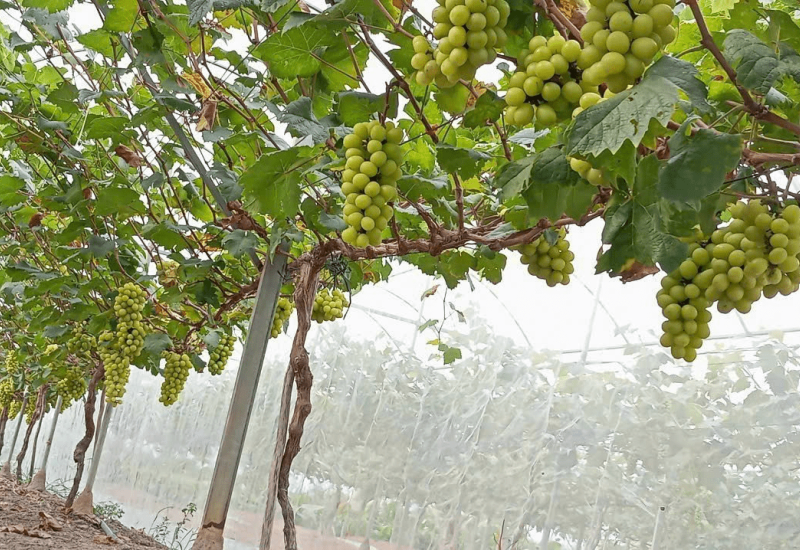 Định hướng phát triển nông nghiệp ứng dụng khoa học công nghệ