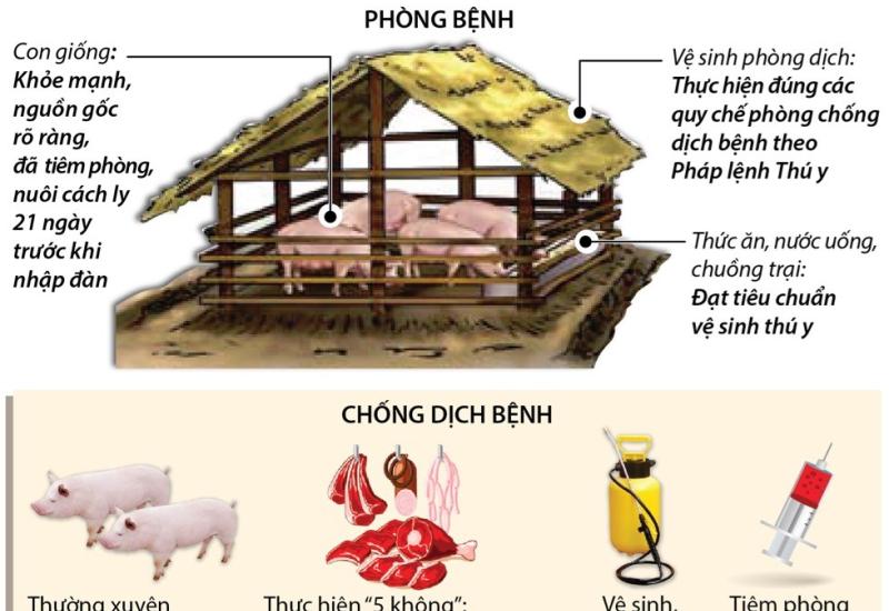 Tiêm phòng vắc xin Lở mồm long móng (LMLM) đợt 2 năm 2025