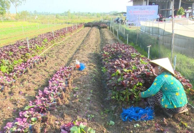 Nhơn Mỹ đẩy mạnh nông nghiệp công nghệ cao, giai đoạn 2026-2030
